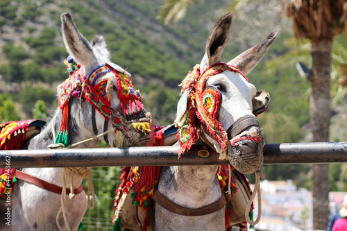 Bild auf Leinwand horse in national costume