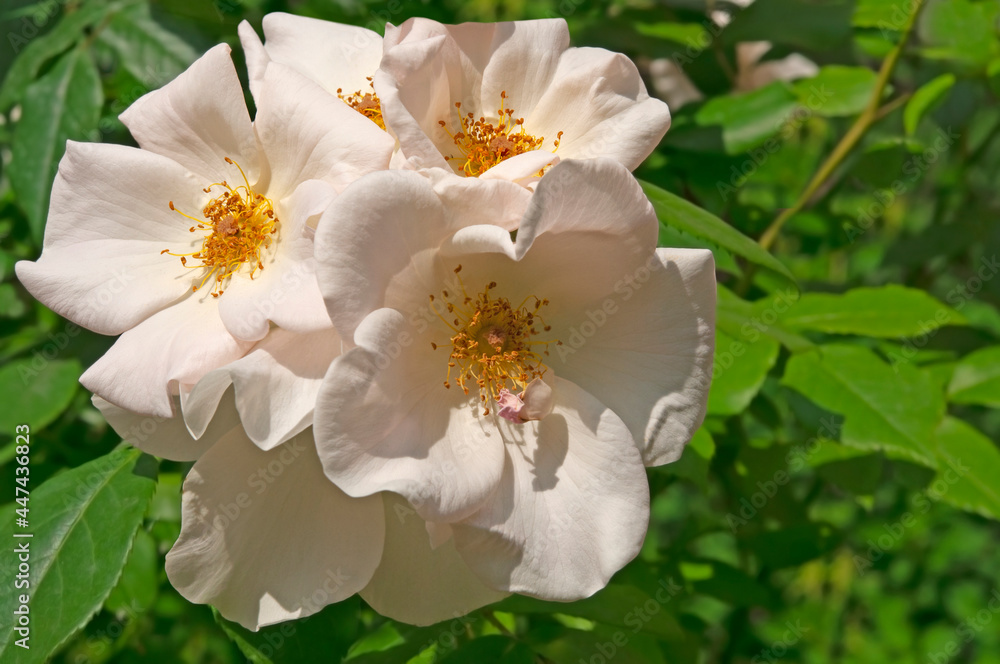 Obraz premium Bright beautiful white roses close-up on a background of green leaves in a flower garden