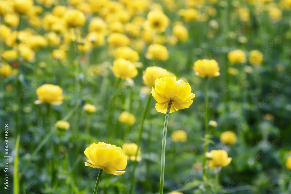 Close up view of a mountain meadow overgrown with yellow wild peonies Close up view of a mountain meadow overgrown with yellow wild peonies