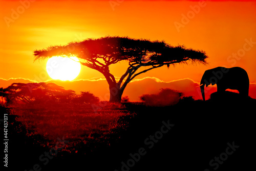 Paysage coucher de soleil en brousse, éléphant, arbre, contre jour, ombre chinoise Afrique, Kenya photo