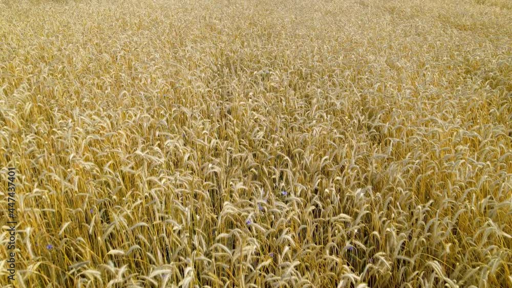 Tiny Purple Flowers Among Golden Wheat Crops On The Farm In Czeczewo, Poland. dolly-out shot Tiny Purple Flowers Among Golden Wheat Crops On The Farm In Czeczewo, Poland. dolly-out shot