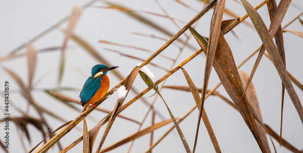 Obraz premium kingfisher in winter