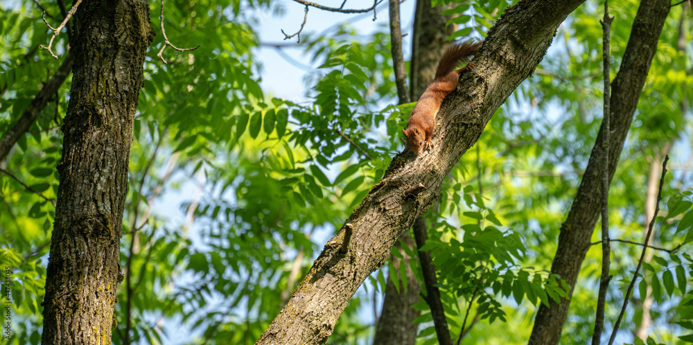 Fototapeta premium squirrel in the forest