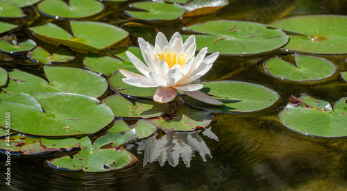 white water lily