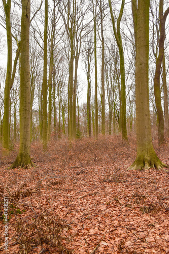 European forest in winter with bare trees and fallen leaves,