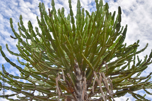 Euphorbia cooperi, candelabra tree in Zimbabwe photo