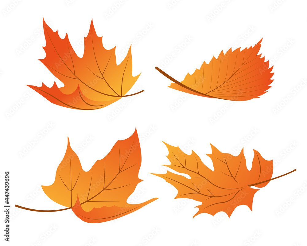 Set of autumn leaves Set of autumn leaves