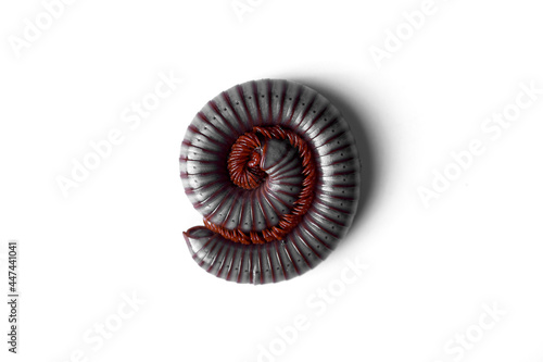 close-up of millipede curled up on the ground  See the legs of millipede in a hundred legs.