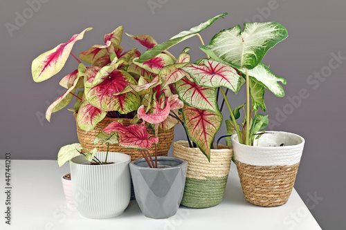 Colorful exotic Caladium plants in flower pots on white table photo