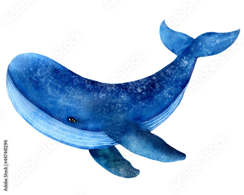 Blue whale, ocean animal, mammal, watercolor illustration