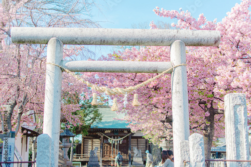 河津桜の咲く神社