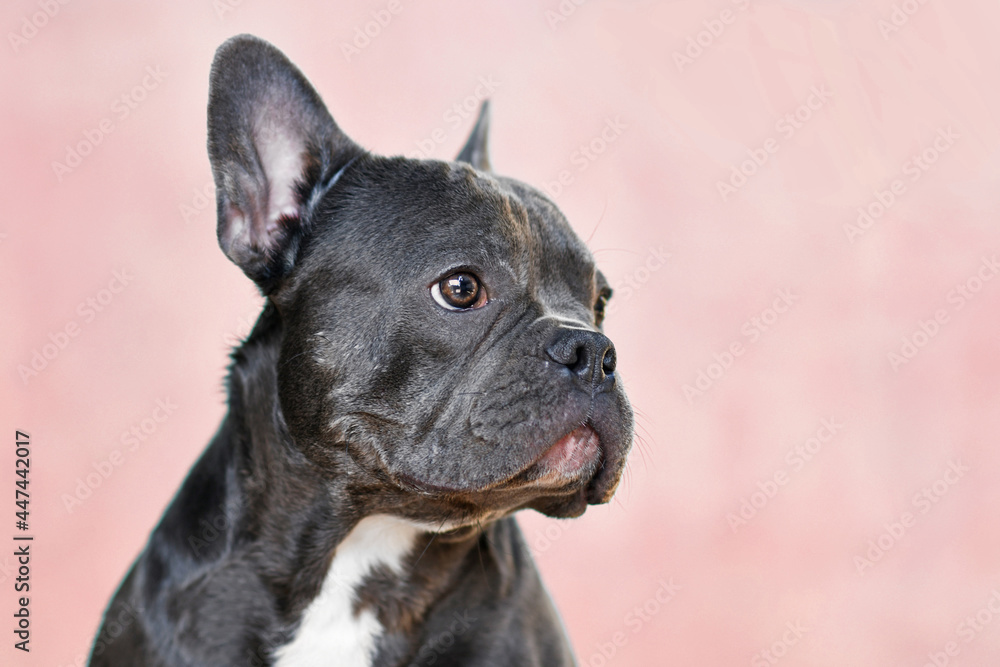 Portrait of black French Bulldog dog with long nose in front of pink background