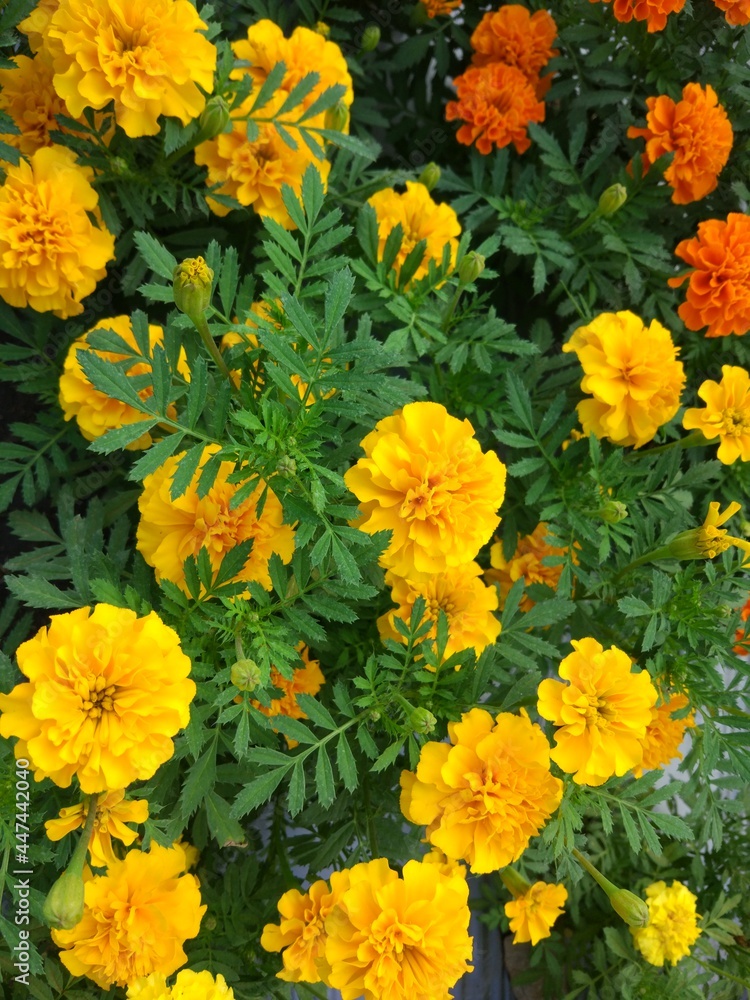 fresh yellow chrysanthemum flowers in the garden close up fresh yellow chrysanthemum flowers in the garden close up