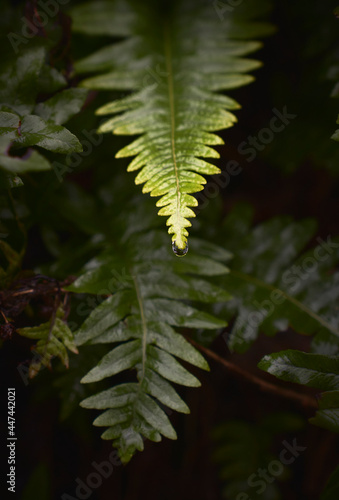 contrasty image of fern after rain and morning dew with vibrant colors and water droplets