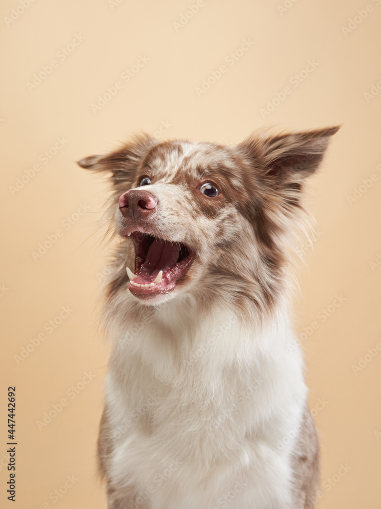 the dog with open mouth. expressive marble Border Collie. funny pet on on a beige background