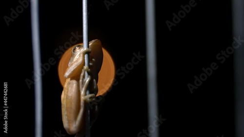 Brown tree frog Hanging wire fence at night photo