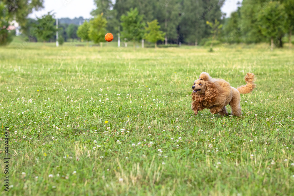 Young active dog playing in a summer park with a ball. Handsome thoroughbred red poodle trying to catch a flying bright orange ball