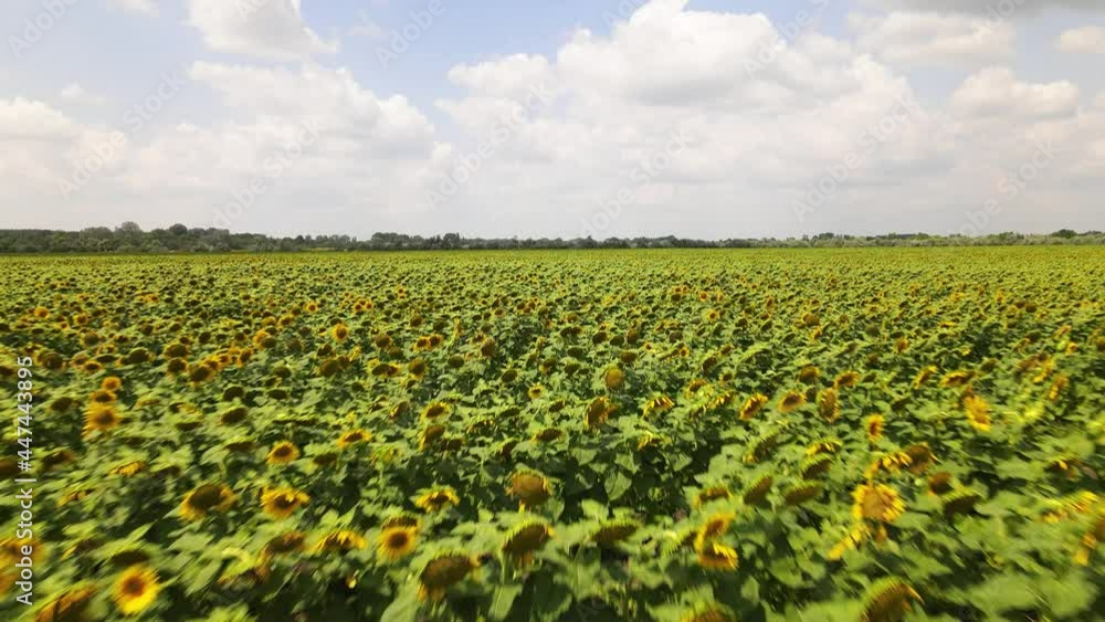 Aerial view of blooming sunflower field. Plantation for vegetable oil industry Aerial view of blooming sunflower field. Plantation for vegetable oil industry