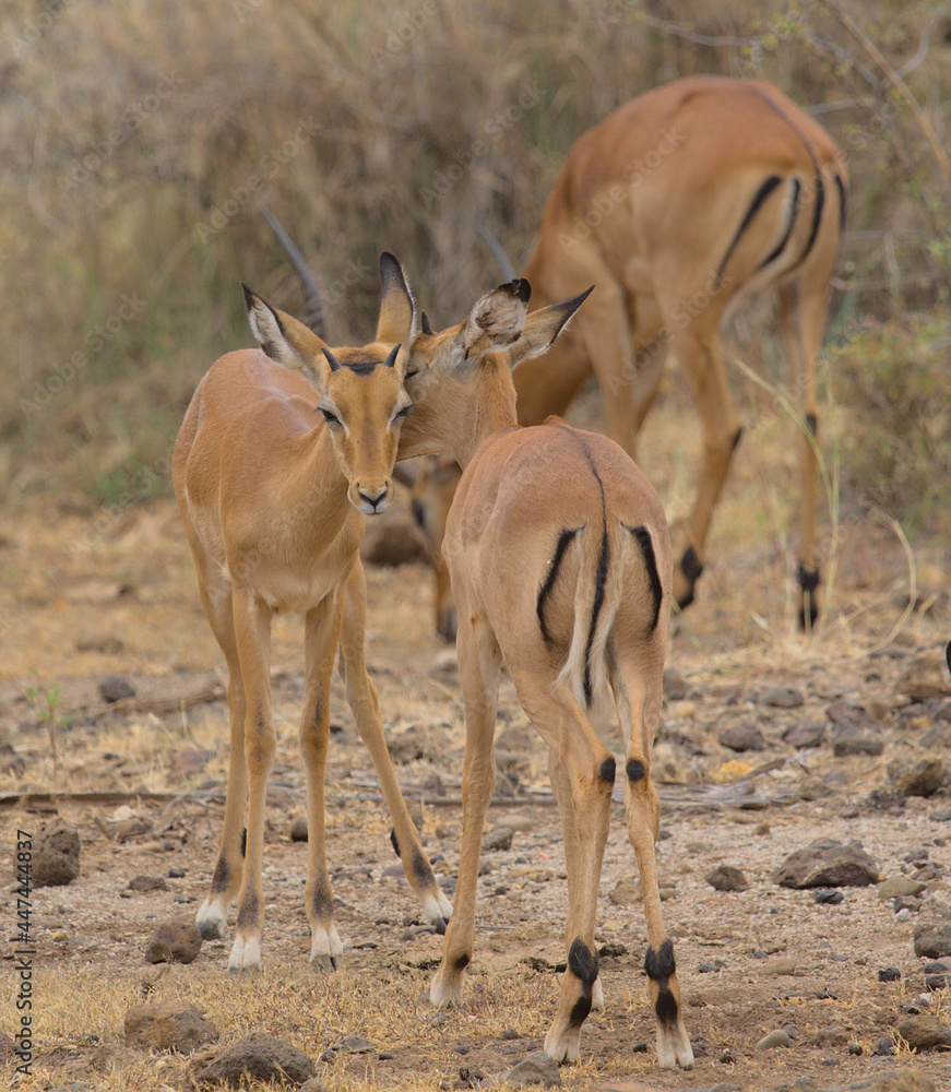 young male impalas grooming and building societal bonds in the wild Meru National Park, Kenya young male impalas grooming and building societal bonds in the wild Meru National Park, Kenya
