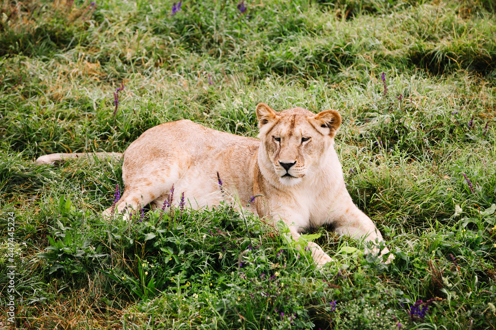 A female lion portrait. African lion in safari park. A female lion portrait. African lion in safari park.