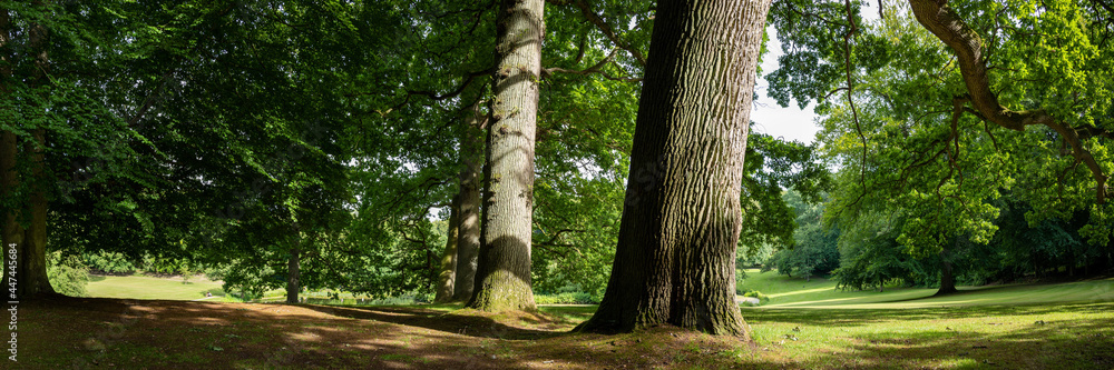 Obraz premium trees in the forest