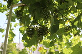 Beautiful bottom view of green grapes berries and  grape leaves on a summer day.  Scenic landscape of light green grapes foliage closeup. Natural beauty of growing plants.