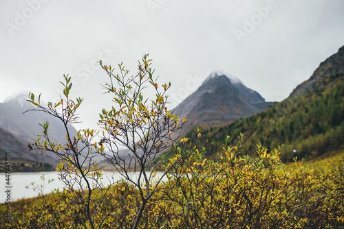 Scenic nature background of autumn yellow foliage close-up. Gold leaves with view to mountain lake and rocks with snow on top in haze. Nature backdrop of beautiful golden leaves of shrub in autumn.