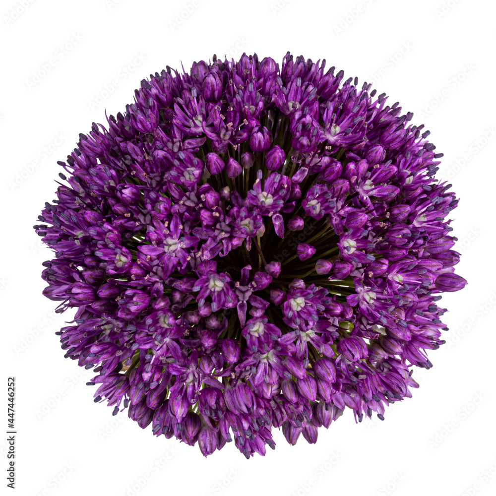 Top view of purple Giant onion flower aka Allium giganteum.