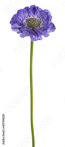 Side view of Pincushion flower aka Scabiosa Caucasia. Single blue blooming flower on green stem without leafs. Isolated on a white background. photo