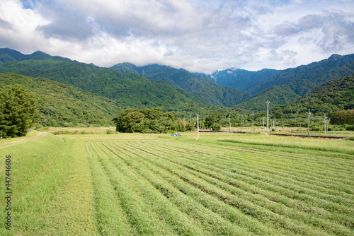 Rural areal of farmland in Yakushima island, Kagoshima Prefecture, Japan