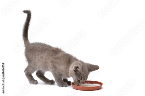 A gray kitten laps milk from a bowl. A pet on a white background.