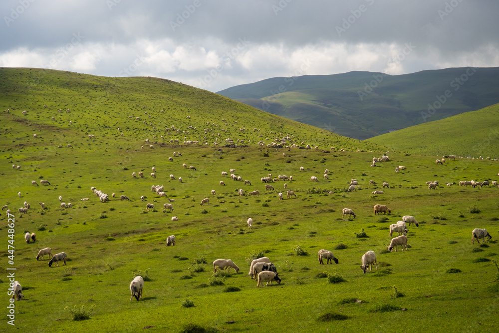 sheep grazing in the meadow