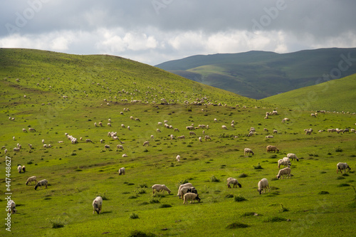 sheep grazing in the meadow