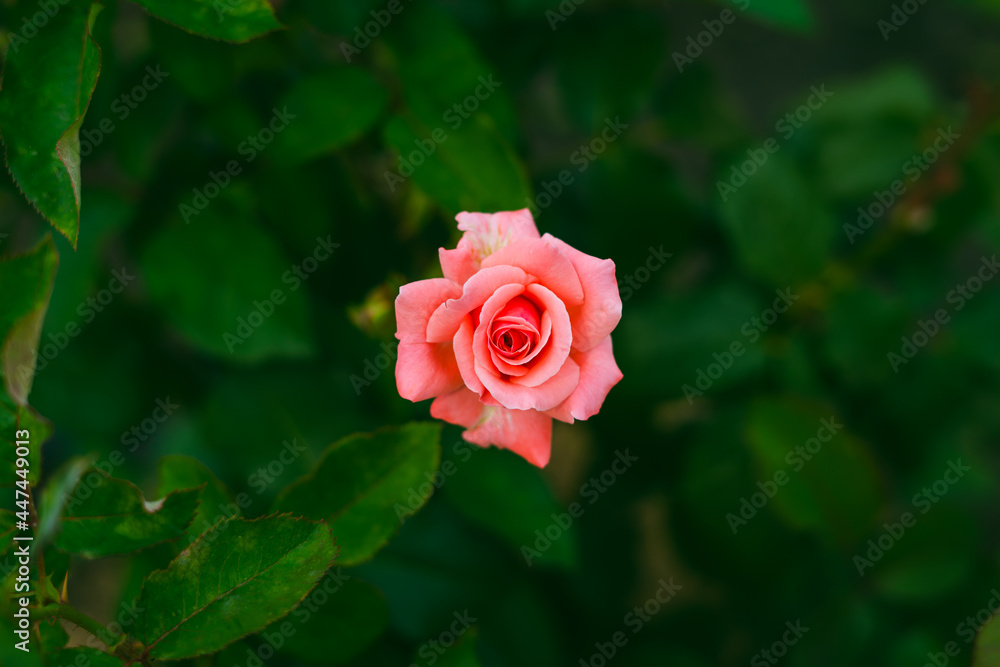Beautiful bright rose of delicate pink color in the center of the frame Beautiful bright rose of delicate pink color in the center of the frame