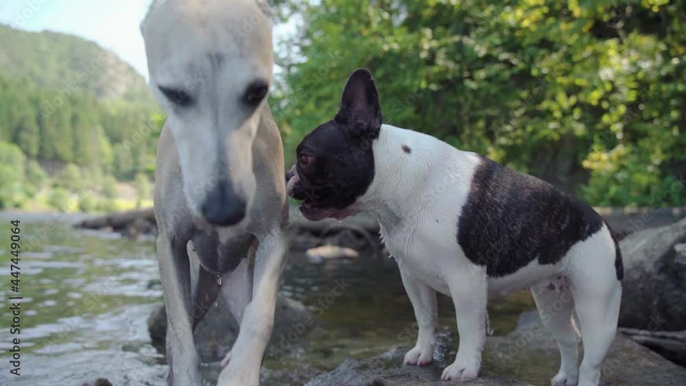 French bulldog and Whippet playing in water short 8sec 1080p 4x slowmotion French bulldog and Whippet playing in water short 8sec 1080p 4x slowmotion