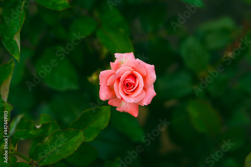 Beautiful bright rose of delicate pink color in the center of the frame
