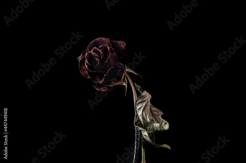 Schilderij op canvas Roses withered on black background.