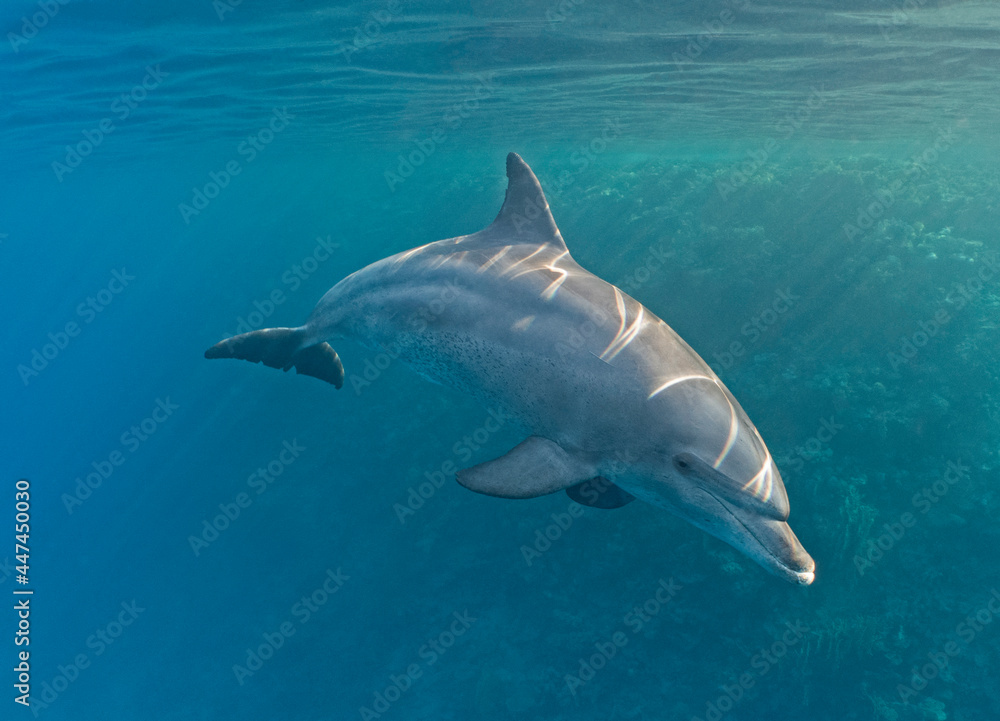 Bottlenose dolphin swimming underwater on tropical coral reef Bottlenose dolphin swimming underwater on tropical coral reef