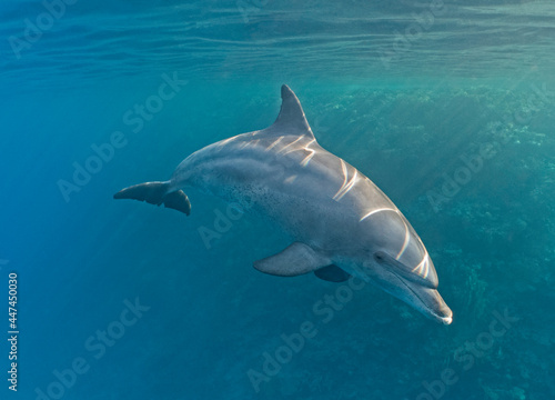 Bottlenose dolphin swimming underwater on tropical coral reef © Paul Vinten