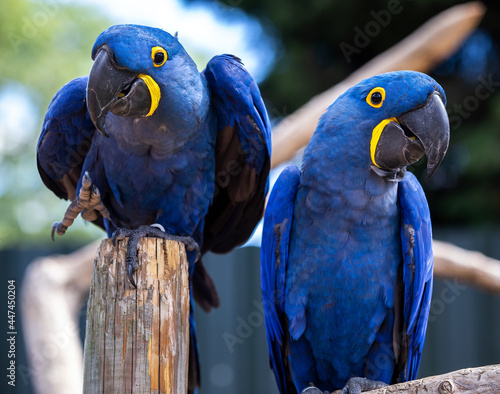 Two rare blue and yellow hyacinth macaw parrots in a funny pose