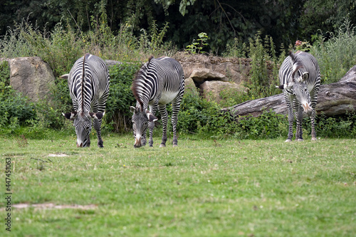 Grevy s Zebra  Equus Grevyi  always graze in herds. The tails of the insect