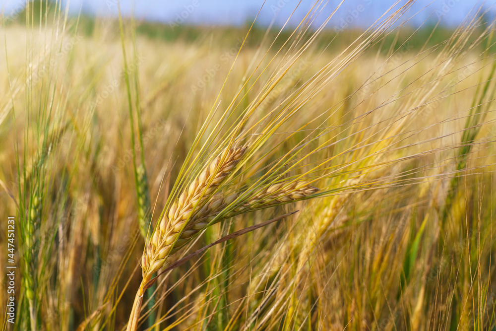Golden ears of wheat on the field. Golden ears of wheat on the field.
