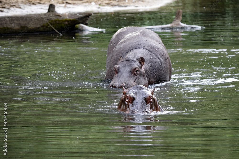 Fototapeta premium Female hippopotamus, hippopotamus amphibius, with gown baby goes to the lake