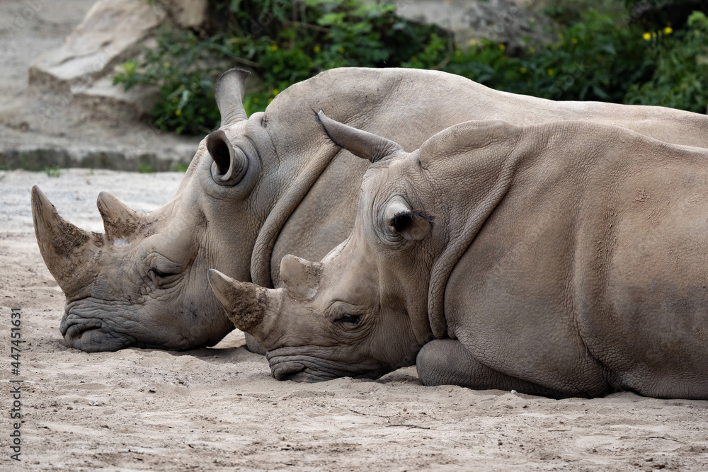 Couple Southern White Rhinoceros, Ceratotherium Simum Simum, lying side by side Couple Southern White Rhinoceros, Ceratotherium Simum Simum, lying side by side