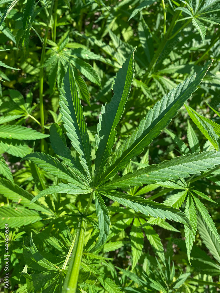 Cannabis plantation for medical, sativa outdoor farm Cannabis plantation for medical, sativa outdoor farm