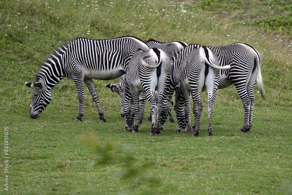 Grevy's Zebra, Equus Grevyi, always graze in herds. The tails of the insect Grevy's Zebra, Equus Grevyi, always graze in herds. The tails of the insect