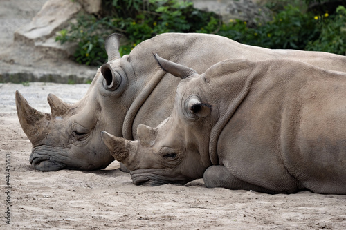 Couple Southern White Rhinoceros, Ceratotherium Simum Simum, lying side by side