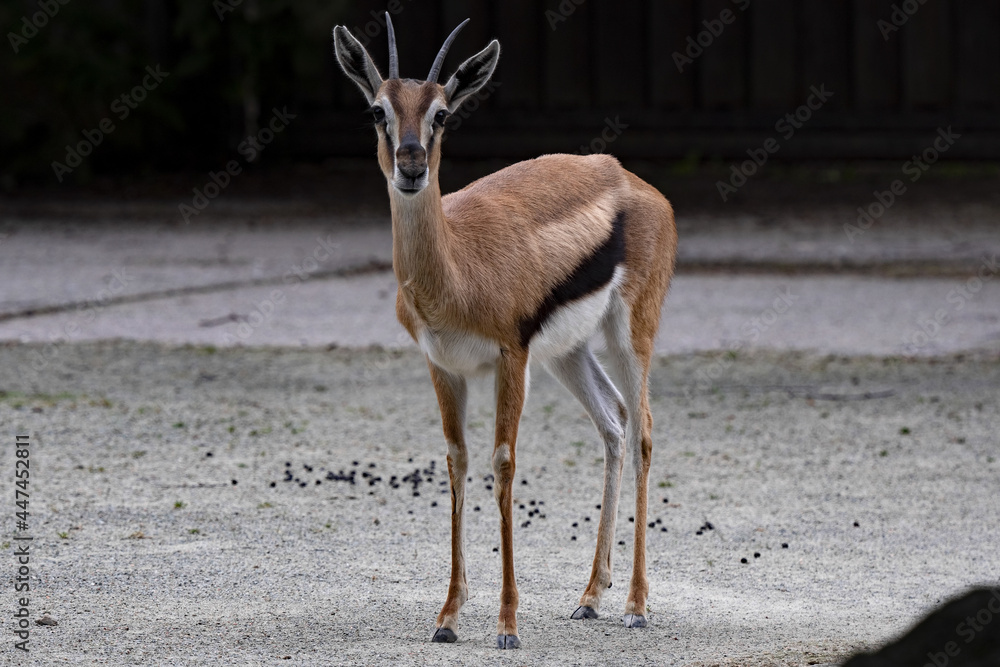 Fototapeta premium Thomson's Gazelle, Eudorcas Thompsonia, is a typical African antelope.