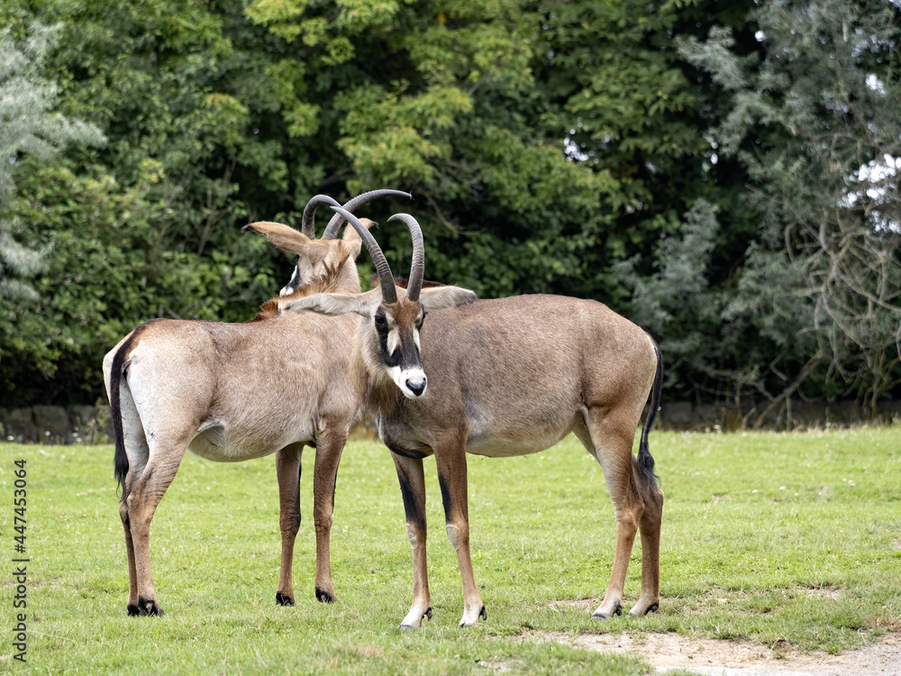 Two female roan antelope, hippotragus equinus, standing on pasture Two female roan antelope, hippotragus equinus, standing on pasture