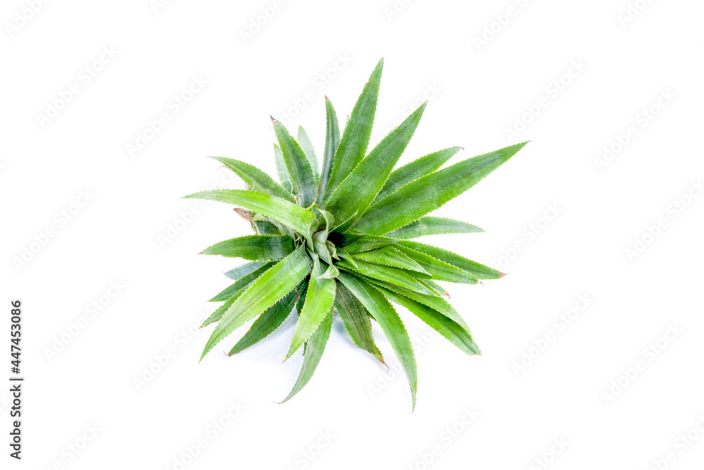 Pineapple cultivar isolated on white background. Pineapple cultivar isolated on white background.